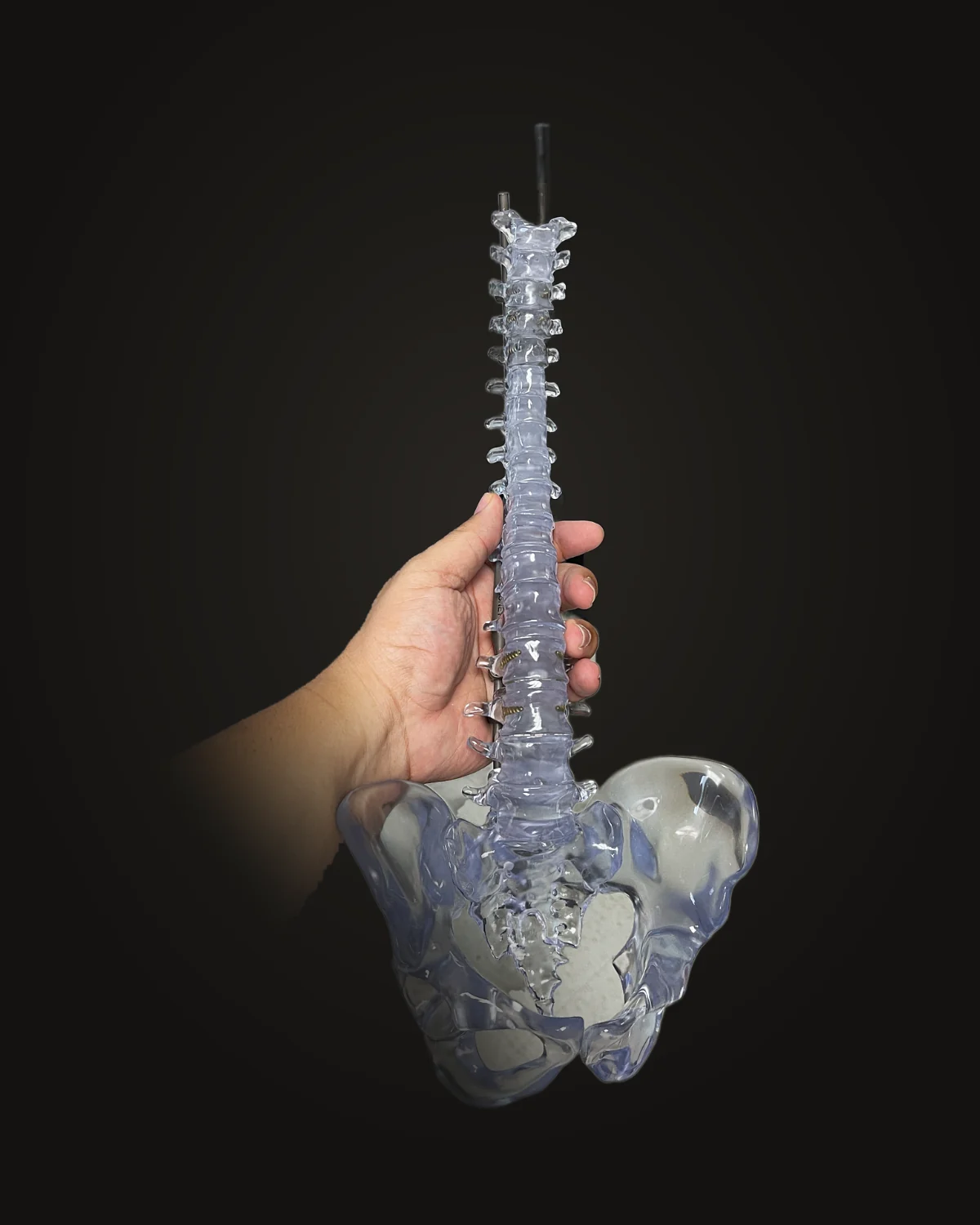 Full clear resin spine and pelvis model held up by hand